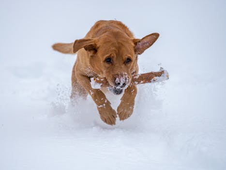 dog retrieving dummy