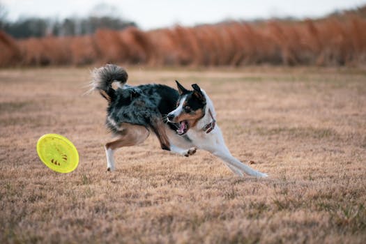 dog playing fetch