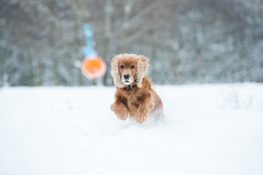 happy hunting dog in the field