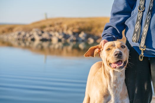 dog walking calmly with owner