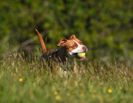 dog and owner playing fetch