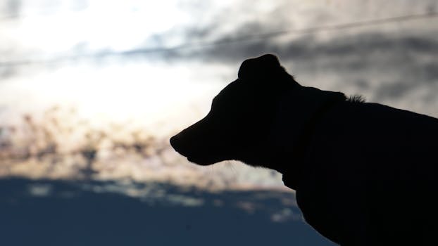 dog sniffing the ground