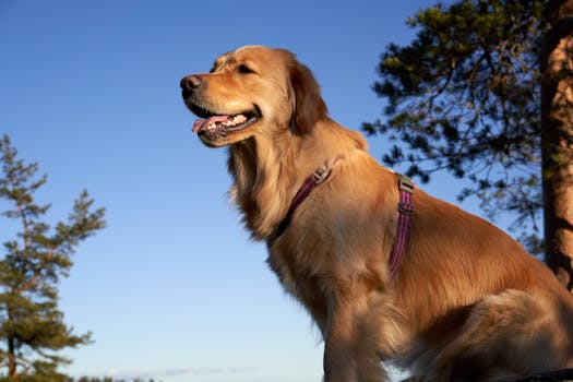 golden retriever retrieving in the field