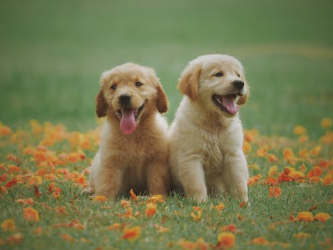 happy golden retriever fetching