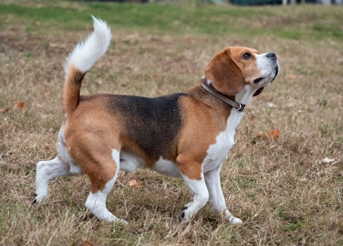 Tracking dog in a field