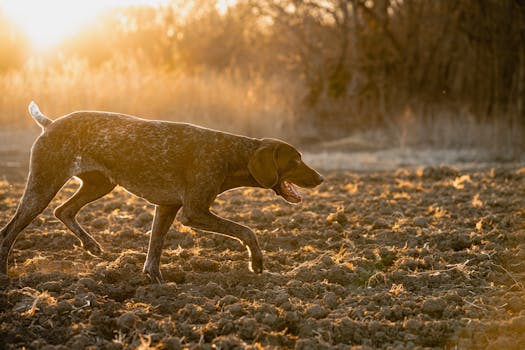 Pointer dog on a training field