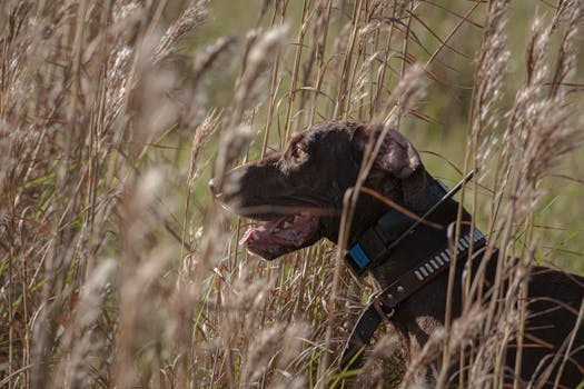 Successful pointer hunting dog in action