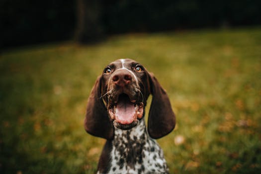 happy hunting dog