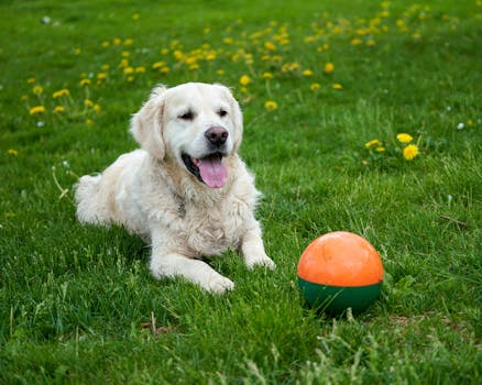 dog retrieving a dummy in a field