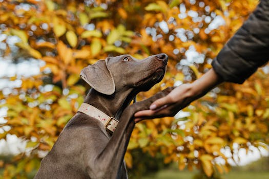 hunting dog with a long training line