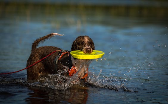 happy hunting dog retrieving a duck from water