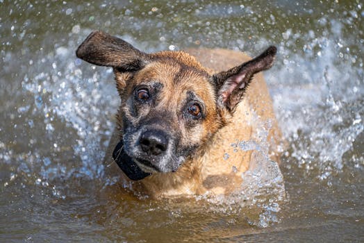 dog swimming happily in a pond