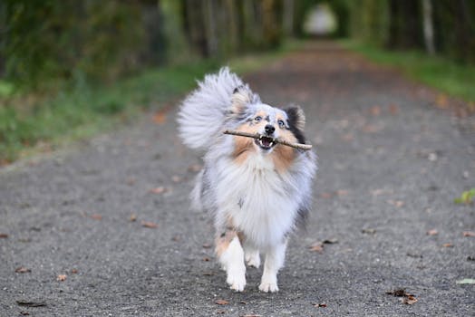 dog fetching a dummy