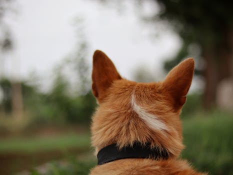 dog observing the field