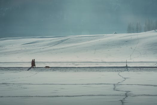 dog tracking in the field