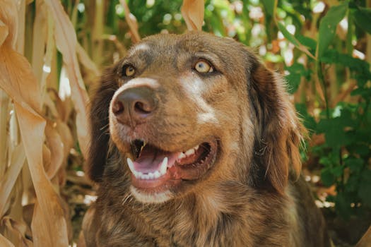 dog with relaxed mouth and ears