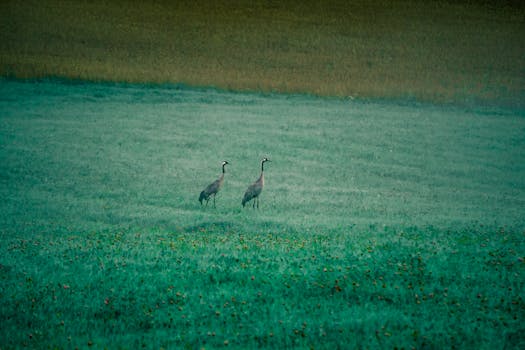 upland game birds in their natural habitat